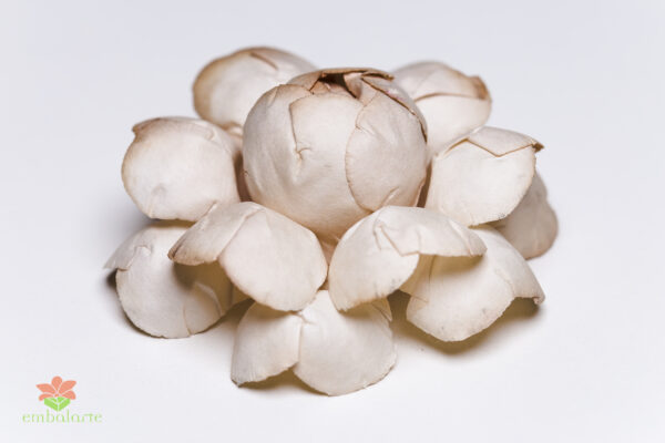 Camélia M papel kraft