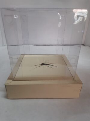 Caixa ovo em pé 13x13x13 papel cartão cor