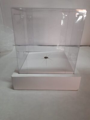 Caixa ovo em pé 13x13x13 branco/kraft